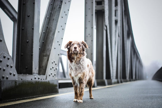 Ist mein Hund steif? Diese 5 Anzeichen deuten auf Gelenkprobleme hin
