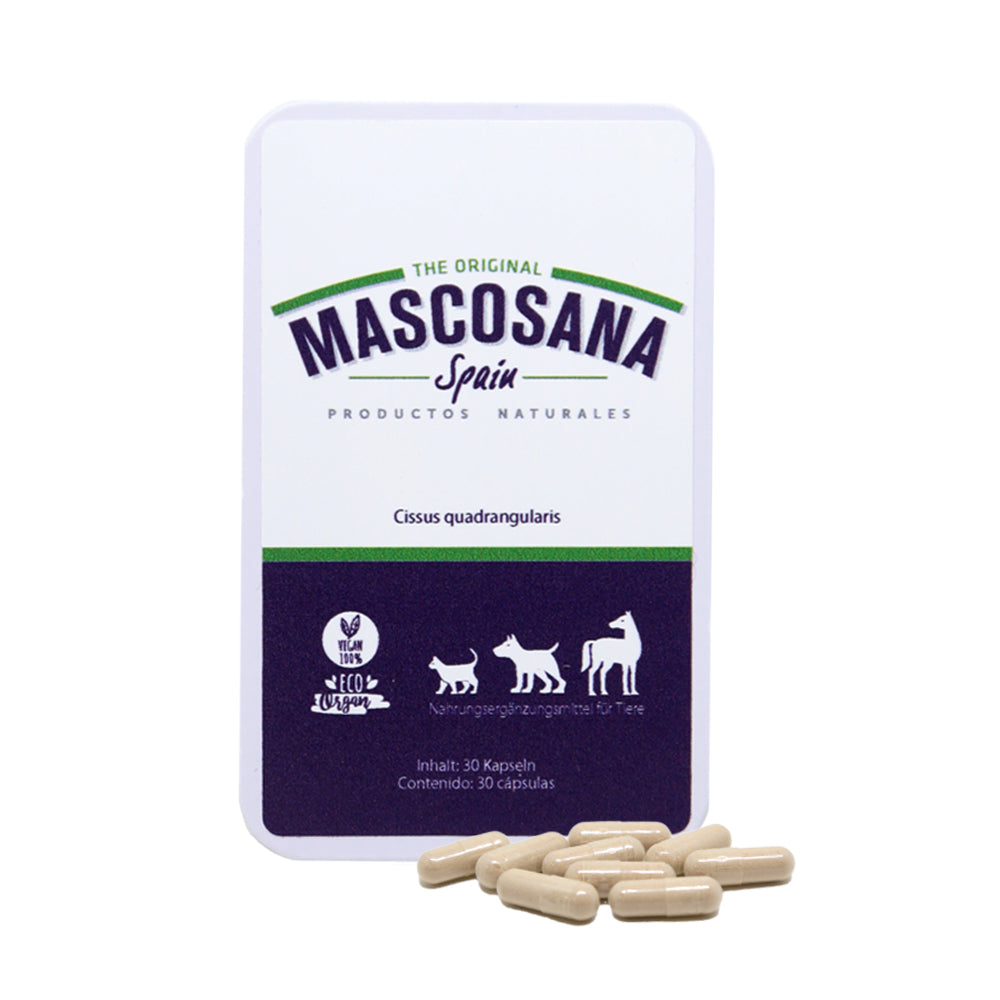 Mascosana Cissus - Tratamiento articular para 1 mes - Para perros, gatos y caballos - 30 Cápsulas - Suplemento nutricional para proteger las articulaciones y para el desarrollo de los tejidos